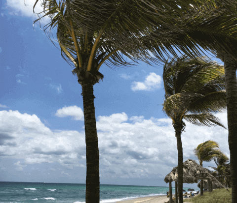 Key West Comes to Broward County at Paradise Tiki of Dania Beach