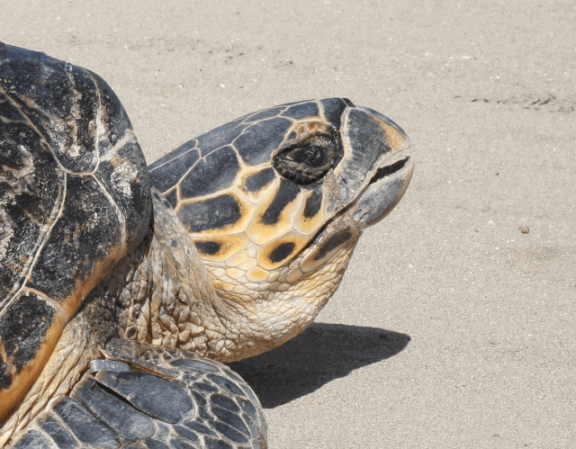Support STC: Special Adopt-A-Turtle Offer for Educators