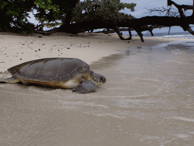 Rehabilitated Green Sea Turtle Released Off Florida Keys
