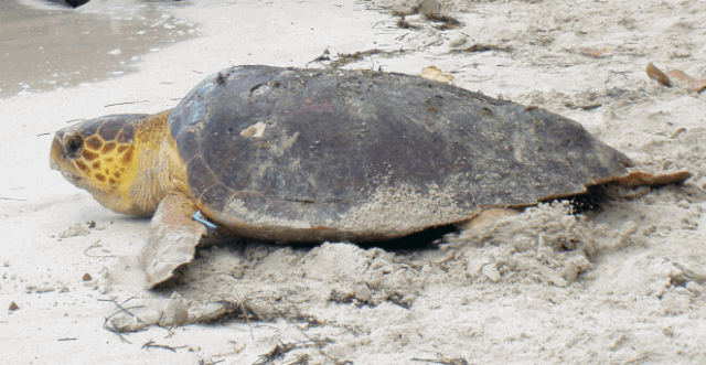 It’s Sea Turtle Season in Florida – Here’s How to See Them