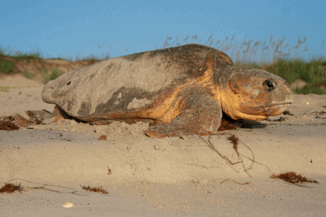 With an Assist, ‘Whitney’ the Loggerhead Turtle Heads Back to Sea