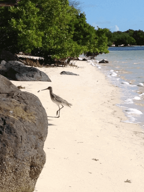 ‘Island Hopping’ National TV Show Highlights Florida Keys
