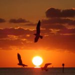 10-29-key-west-sunrise-seagulls-4-opt